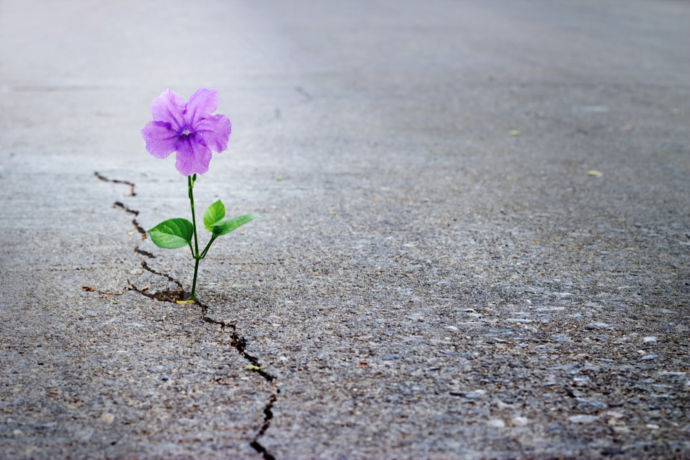 Post Traumatic Growth